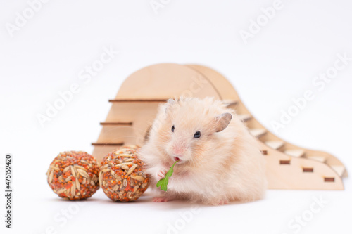 hamsters, dwarf hamsters with food , hamsters on a white background photo