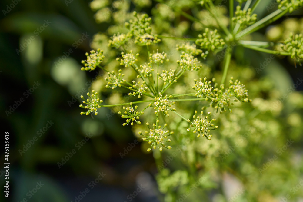 Petroselinum crispum neapolitanum Petroselinum crispum neapolitanum