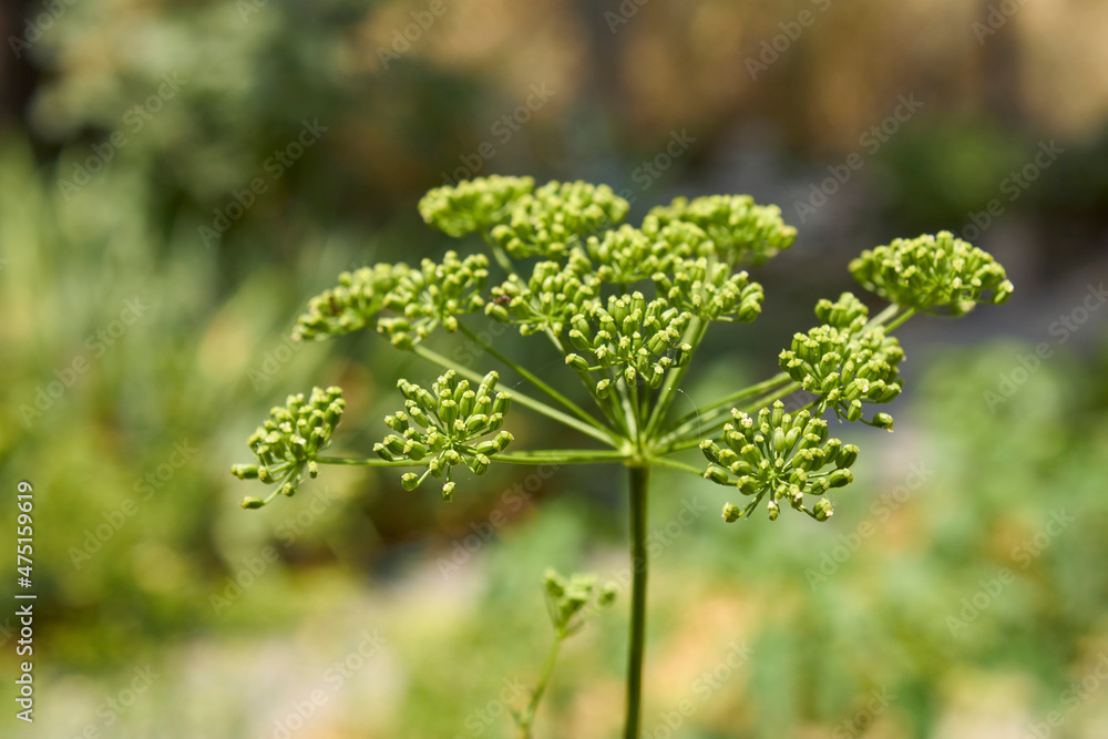 Petroselinum crispum neapolitanum Petroselinum crispum neapolitanum