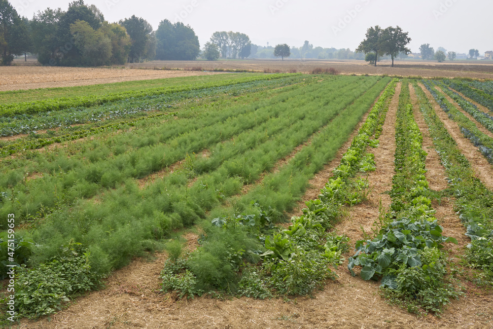 winter vegetables in an agricultural field