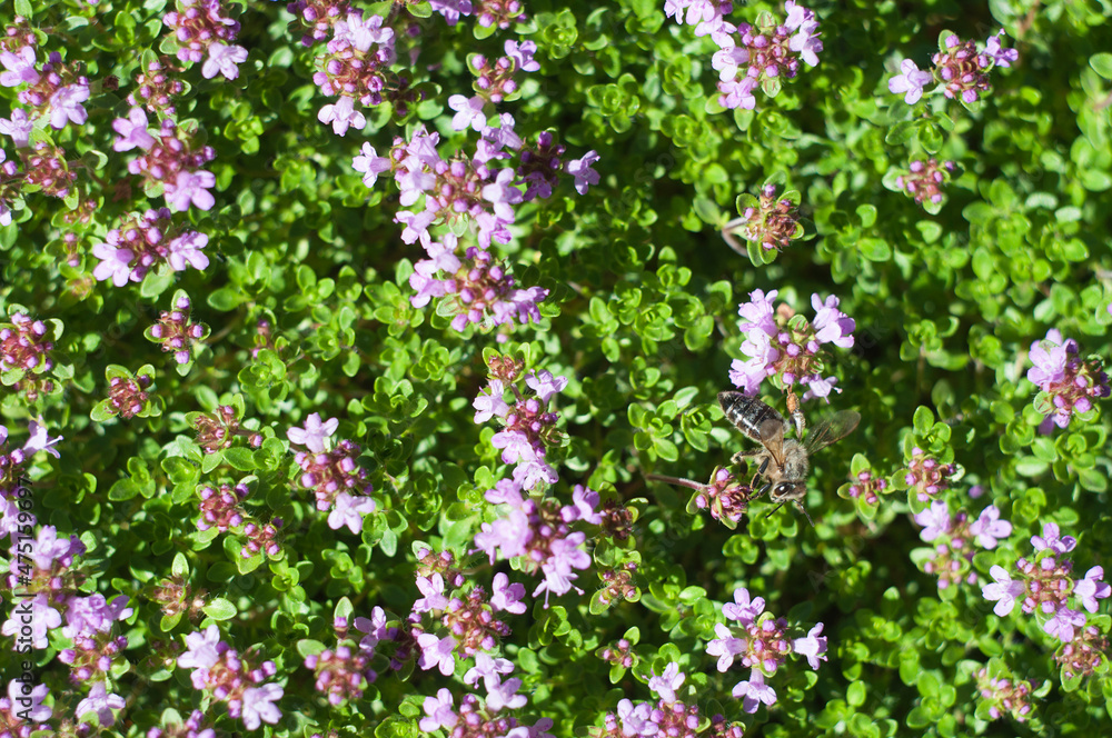 Thymus serpyllum, Breckland thyme, pink flowers and green leaves background