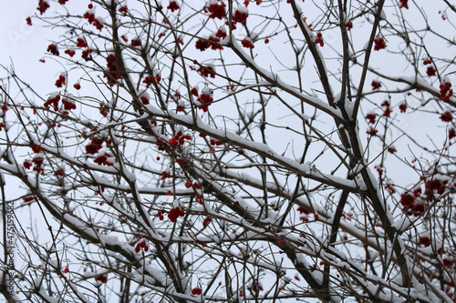 wintering tree branches under the snow in the garden