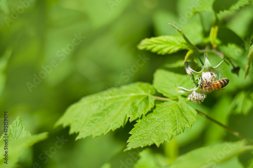 honey bee at raspberry plant flower, blurred green background