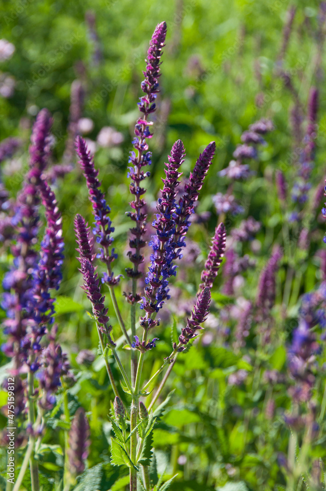 Salvia pratensis, meadow sage blossoms close up Salvia pratensis, meadow sage blossoms close up