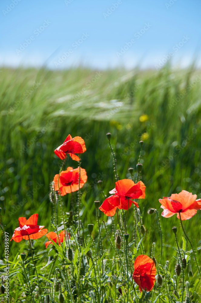 Naklejka premium red poppies and green ears, summer landscape
