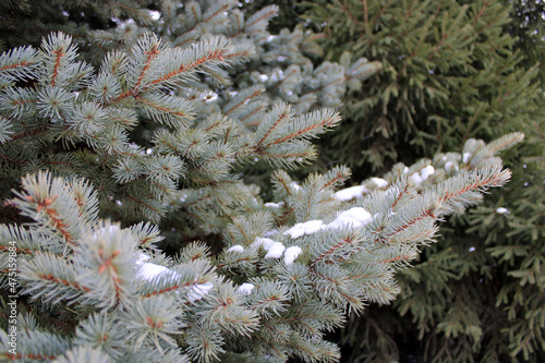 wintering tree branches under the snow in the garden