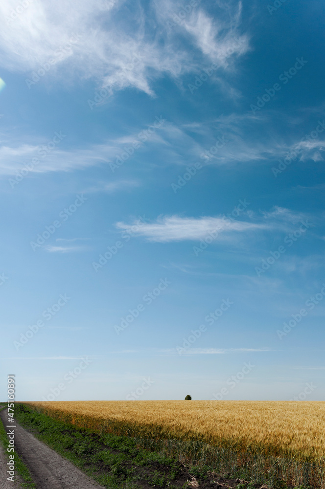 high sky above wheat field