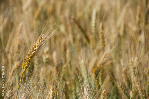 golden wheat ear at field close up