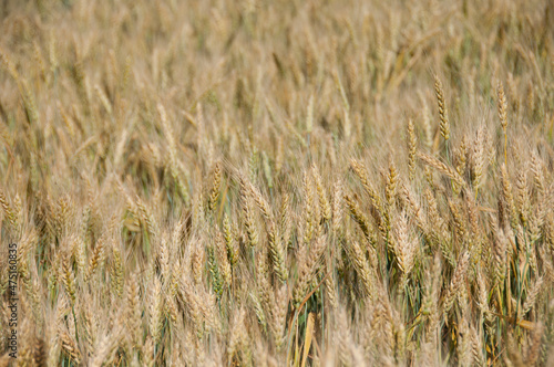 ripe wheat field, background © Обаба Гала