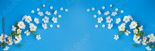 White flowering tree branches on the blue background. Banner. Top view. Copy space. Spring background.