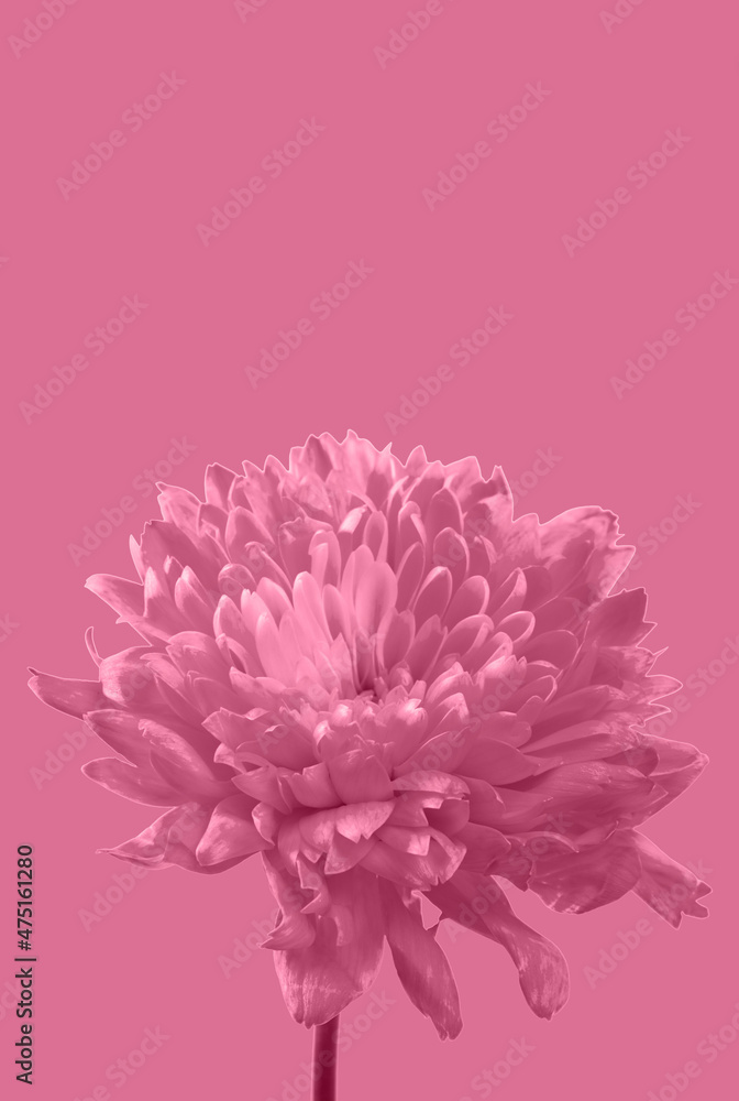 flower in Pacific pink color of the year