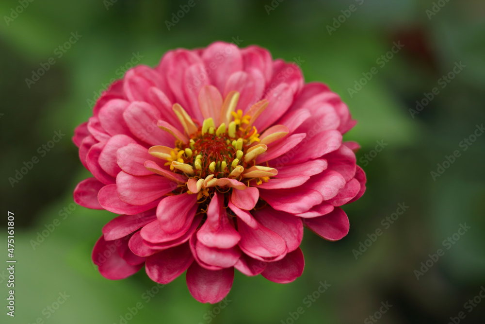Selective focus on a red flower with blur background.Pink Gerbera in the garden.Blooming pink gerbera flower close-up on a green background.Copy space.Beautiful blooming red daisy flower. Selective focus on a red flower with blur background.Pink Gerbera in the garden.Blooming pink gerbera flower close-up on a green background.Copy space.Beautiful blooming red daisy flower.