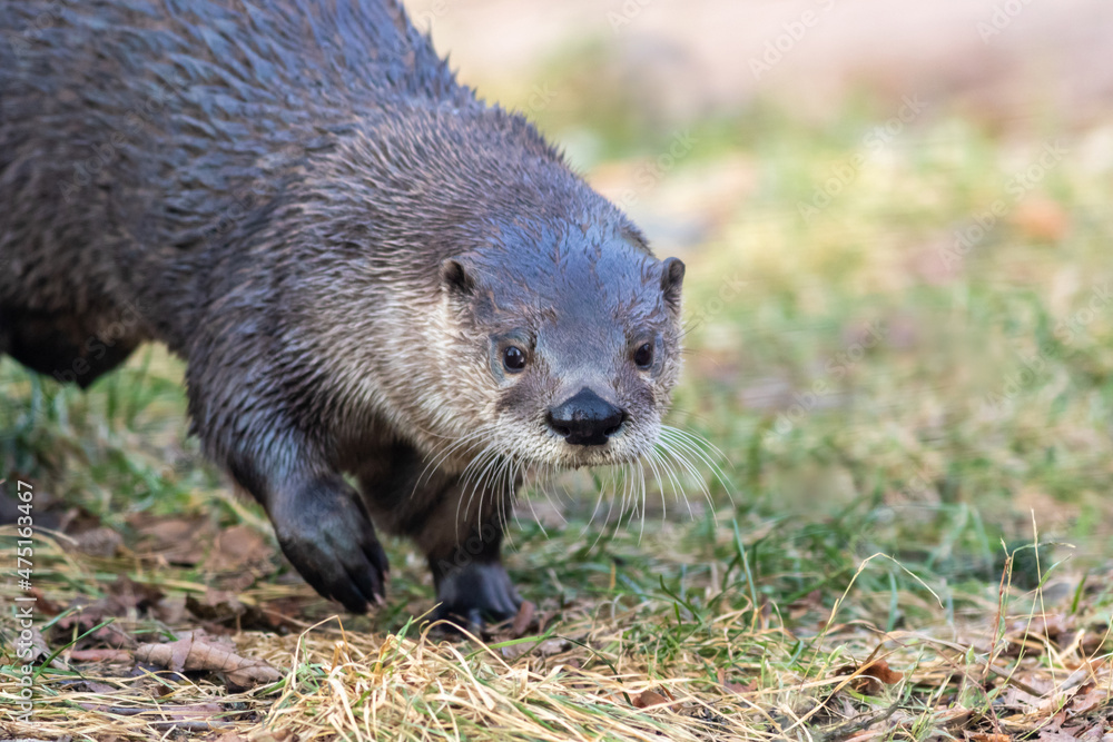 North American River Otter (Lontra canadensis) portrait with soft defocused background and copy space North American River Otter (Lontra canadensis) portrait with soft defocused background and copy space