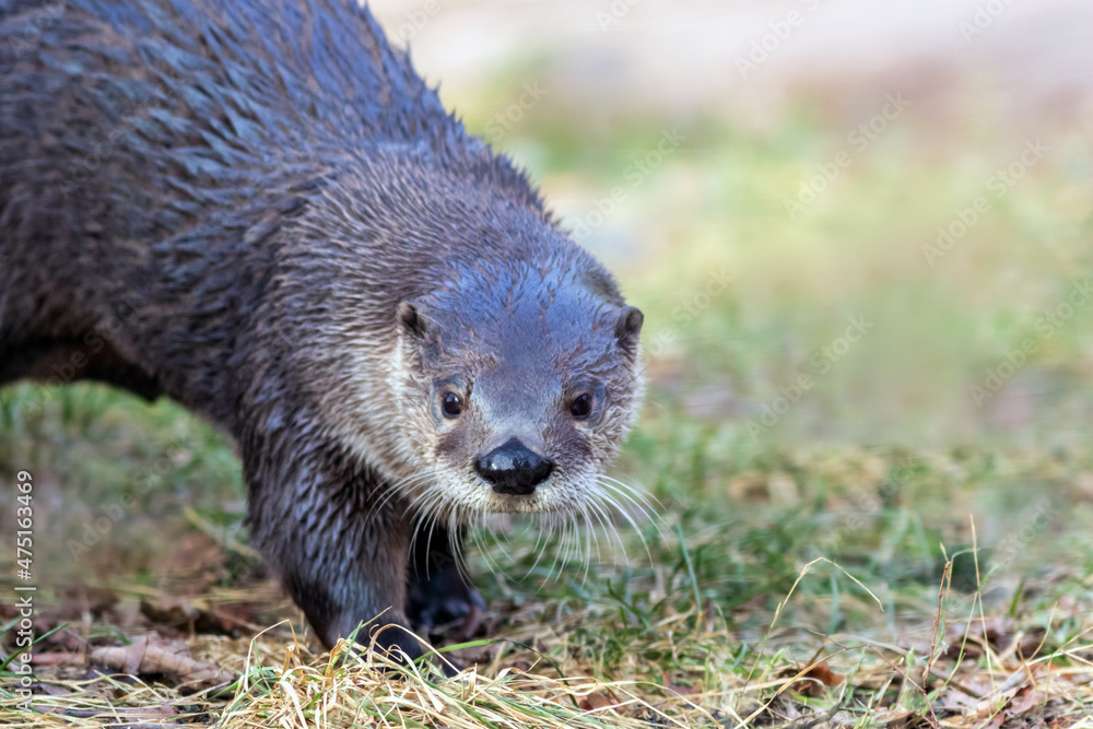 North American River Otter (Lontra canadensis) portrait with soft defocused background and copy space North American River Otter (Lontra canadensis) portrait with soft defocused background and copy space