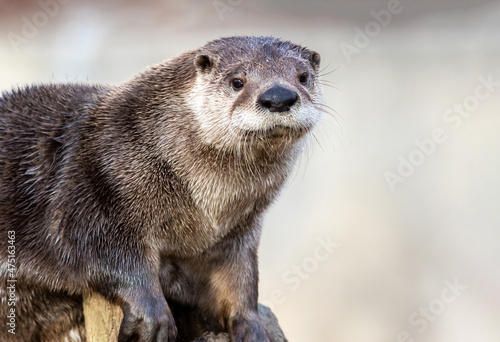 North American River Otter (Lontra canadensis) portrait with soft defocused background and copy space photo