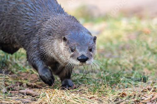 North American River Otter (Lontra canadensis) portrait with soft defocused background and copy space