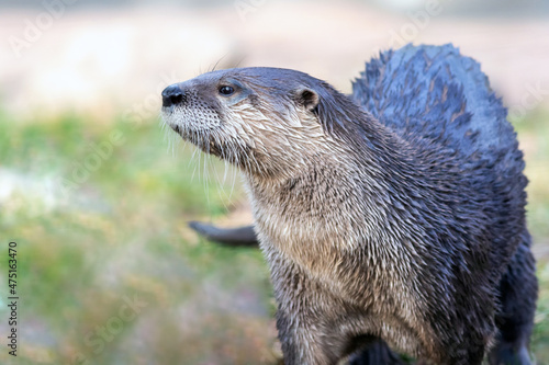North American River Otter (Lontra canadensis) portrait with soft defocused background and copy space