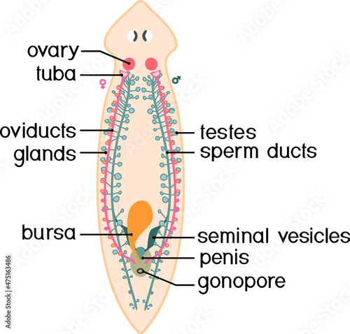 Reproductive system of planaria (flatworm) isolated on white background