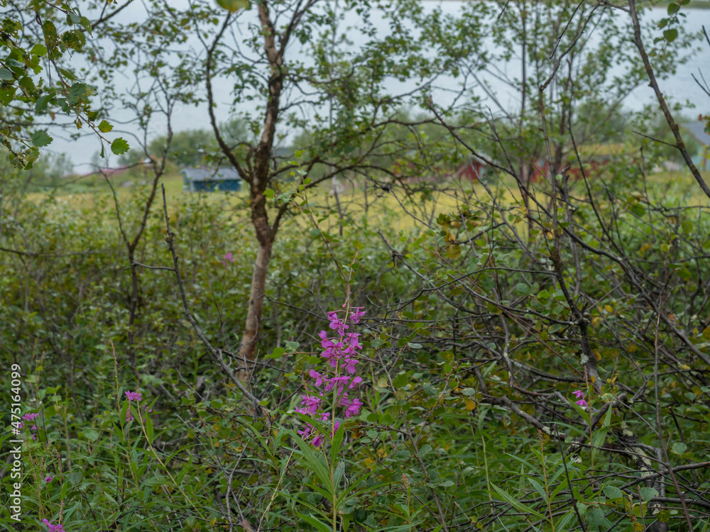 pink Willowherb flower in birch bush with backgound of tourist cottage huts in Lapland pink Willowherb flower in birch bush with backgound of tourist cottage huts in Lapland