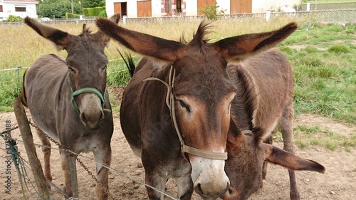 Принти на полотні Burros