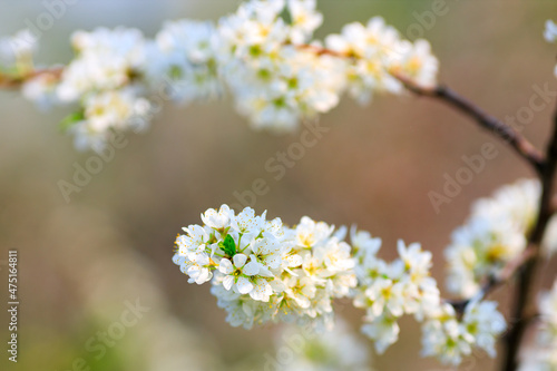 a flowering branch of an apple tree. apple tree in spring