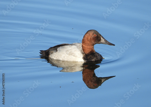 Red-eye Canvasback swimming in blue waters