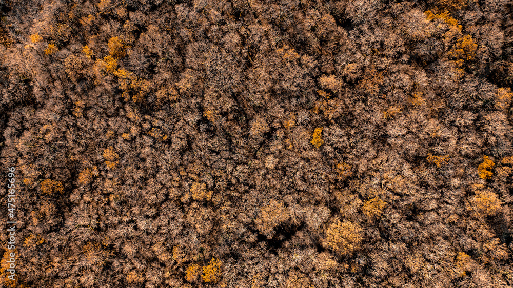 Top shot drone forêt Automne Top shot drone forêt Automne