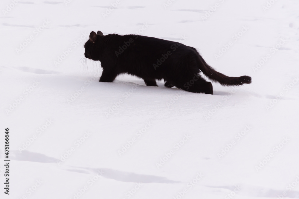 A black cat walks (runs) in the snow. A black cat walks (runs) in the snow.