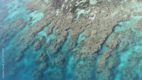 Roatan Honduras coral reef at the cruise ship pier