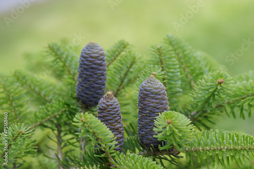 Beautiful evergreen coniferous tree. Close up Korean Fir tree cones. Korean fir-tree on a green background. Fir Abies koreana with young cones on branch. Silver spruce .Copy space. Winter postcard