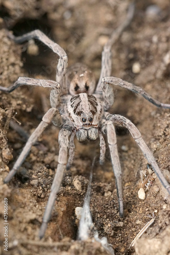 Close up of on of the largest European wolf spiders, Hogna radiata photo