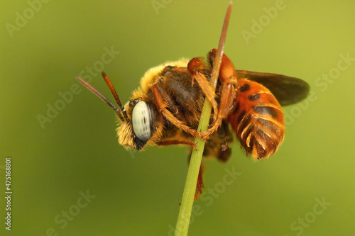 Фотография Closeup on a male of the colorful European Yellow loose strife cuckoo bee, Epeol