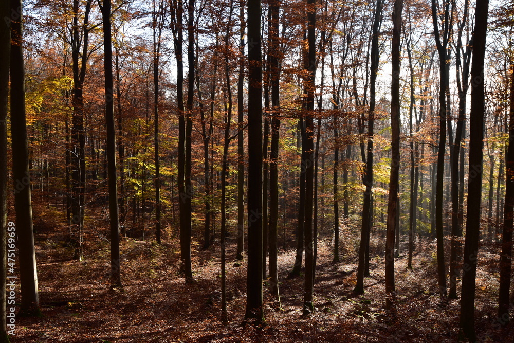 Herbstlicher Buchenwald im Nationalpark Hunsrück-Hochwald