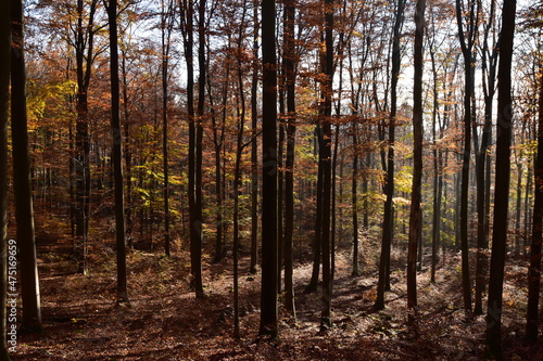 Herbstlicher Buchenwald im Nationalpark Hunsr  ck-Hochwald