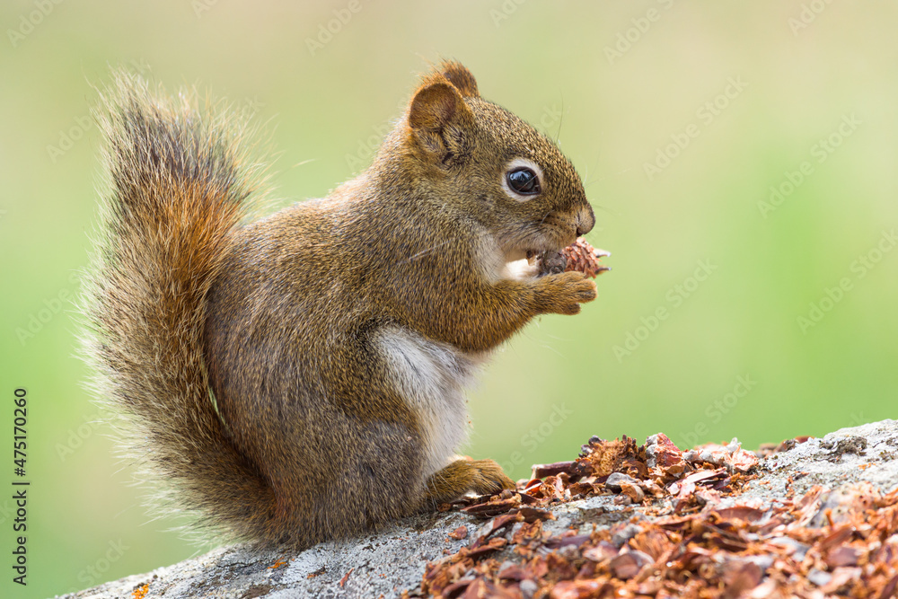 A red squirrel holds a pine cone to its mouth.. The mammal is on a large rock against a clear green background A red squirrel holds a pine cone to its mouth.. The mammal is on a large rock against a clear green background