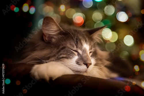 Closeup of sweet fluffy gray and white Maine Coon sleeping with Christmas light bokeh in the background 