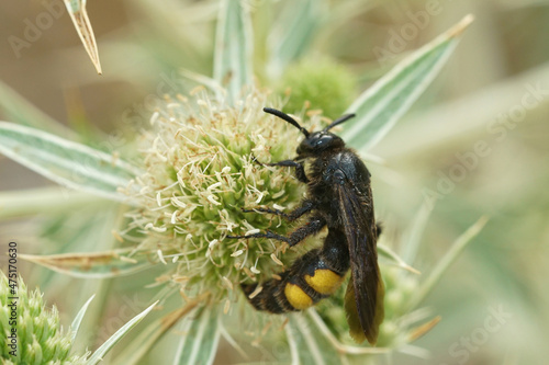 Closeup on a hairy black yellow wasp, Colia hirta on Eryngium campestre photo