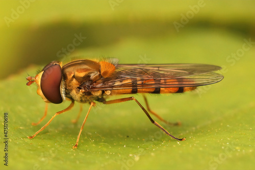 Closeup of the marmalade hoverfly, Episyrphus balteatus on a gre photo