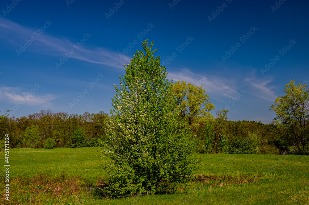Blooming wild pear tree on a green meadow.