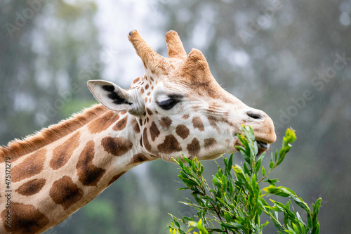 Rothschild male giraffe feeding in the rain photo