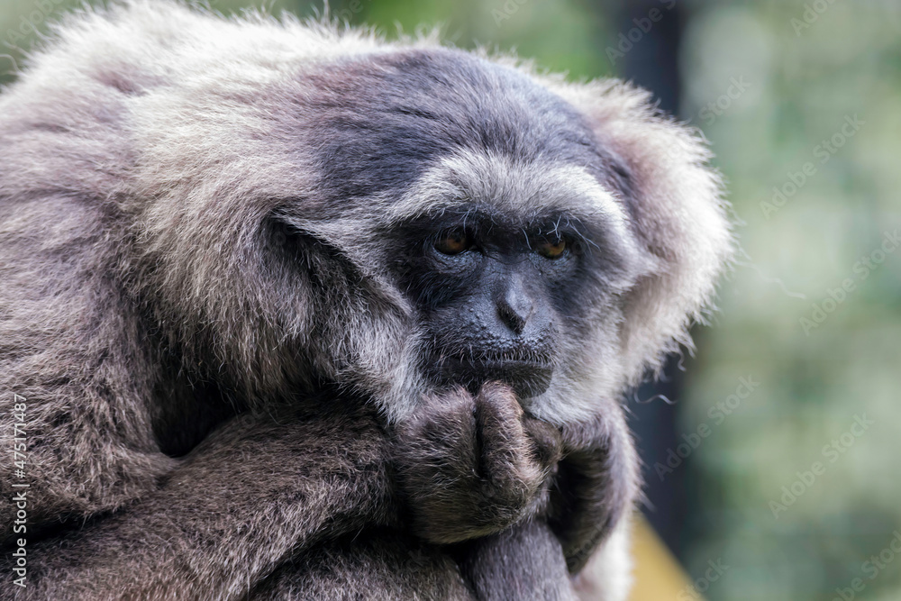 Obraz premium Silvery Gibbon