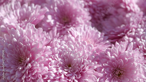 Beautiful wallpaper of pink chrysanthemum flowers. Postcard greetings invitation  banner .Soft focus. Autumn floral background. Selective focus. Pink flowers. Top view. Texture and background.