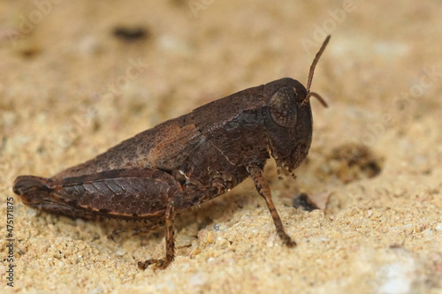 Closeup on the Common maquis grasshopper, Pezotettix giornae photo