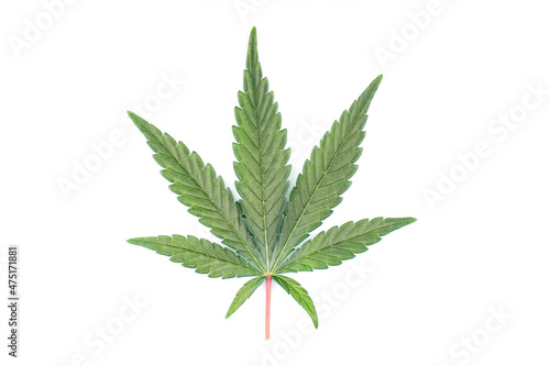 A cannabis leaf isolated on white
