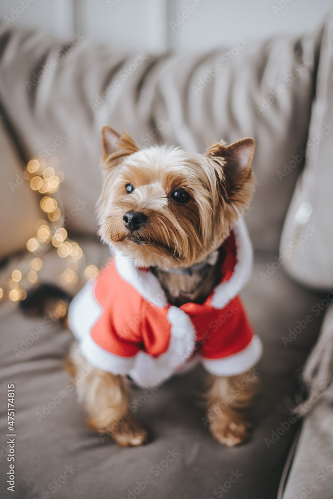 New Year concept, Christmas. Funny dog in Santa Claus hat on the background of garlands and a Christmas tree New Year concept, Christmas. Funny dog in Santa Claus hat on the background of garlands and a Christmas tree