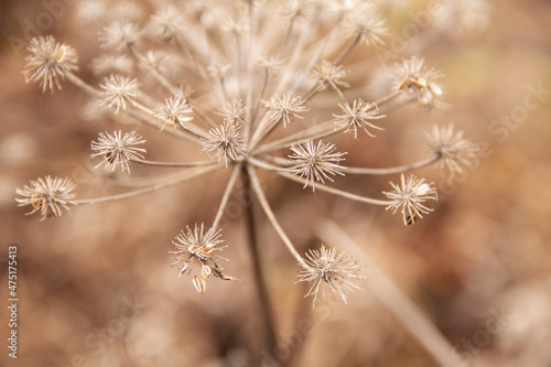 natural background dry grass in late autumn