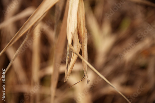 natural background dry grass in late autumn