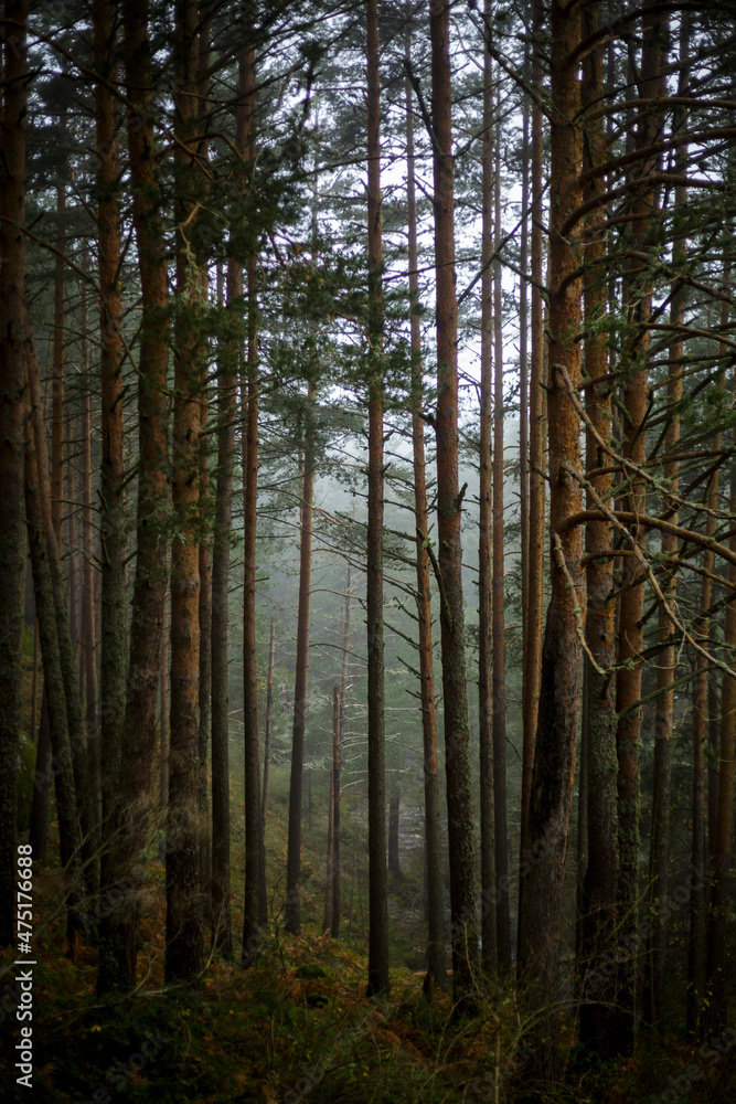 Forest trees. Mountain pine forest with natural green fog Forest trees. Mountain pine forest with natural green fog