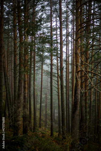 Forest trees. Mountain pine forest with natural green fog