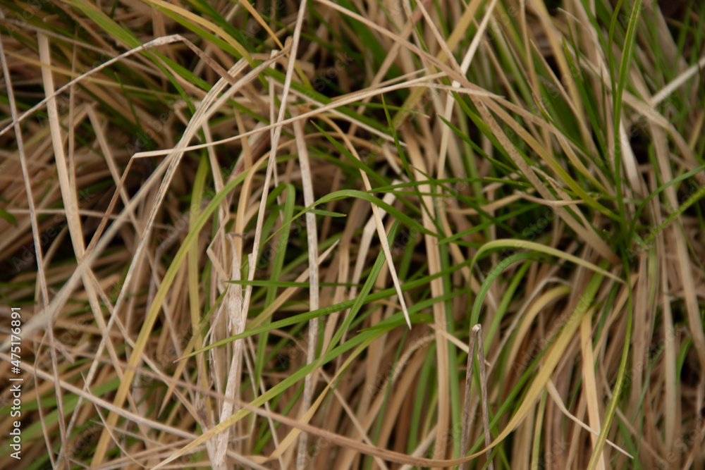 natural background dry grass in late autumn